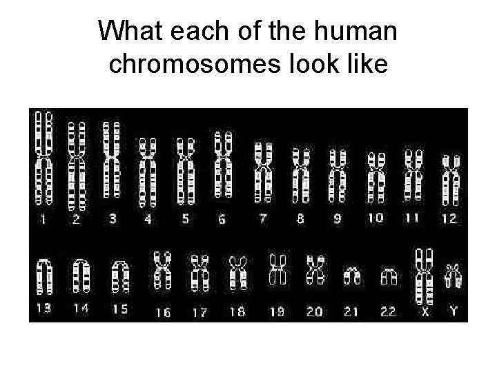 What each of the human chromosomes look like What each of the human chromosomes look like