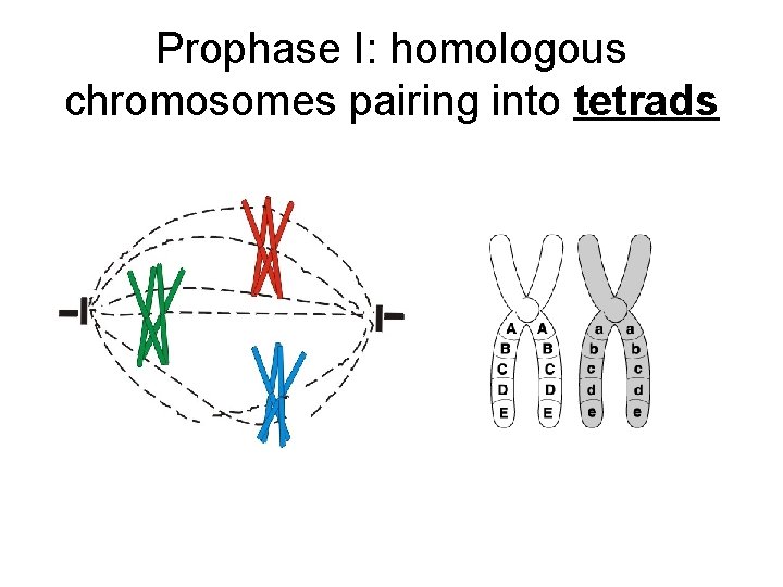 Prophase I: homologous chromosomes pairing into tetrads Prophase I: homologous chromosomes pairing into tetrads