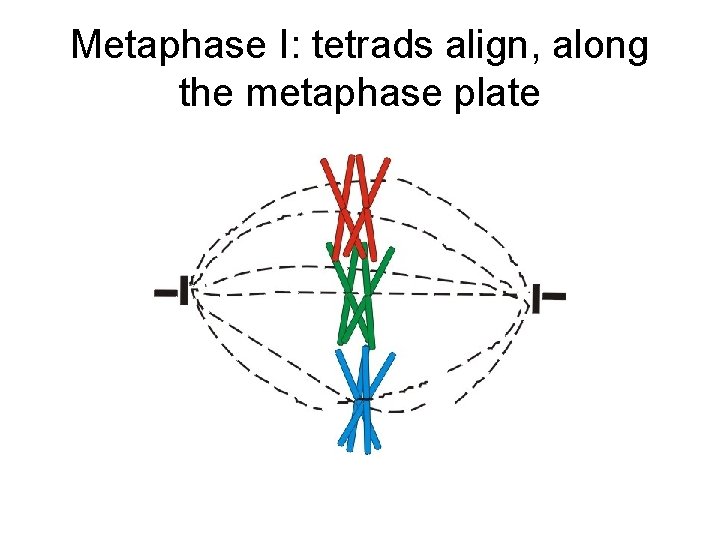 Metaphase I: tetrads align, along the metaphase plate Metaphase I: tetrads align, along the metaphase plate