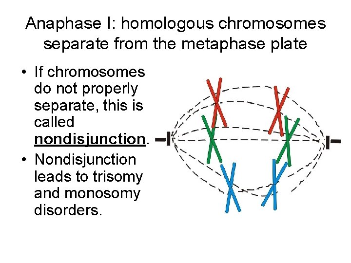 Anaphase I: homologous chromosomes separate from the metaphase plate • If chromosomes do not Anaphase I: homologous chromosomes separate from the metaphase plate • If chromosomes do not