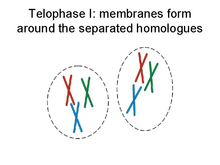 Telophase I: membranes form around the separated homologues Telophase I: membranes form around the separated homologues