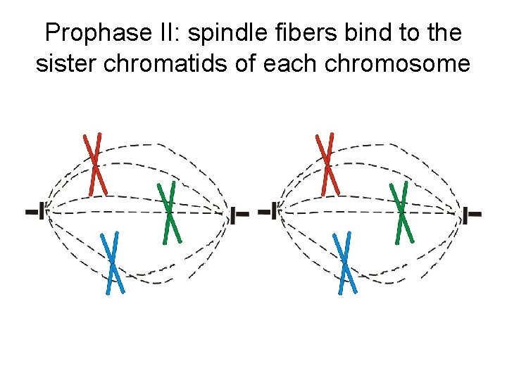 Prophase II: spindle fibers bind to the sister chromatids of each chromosome Prophase II: spindle fibers bind to the sister chromatids of each chromosome