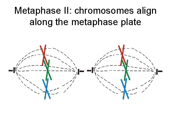 Metaphase II: chromosomes align along the metaphase plate Metaphase II: chromosomes align along the metaphase plate