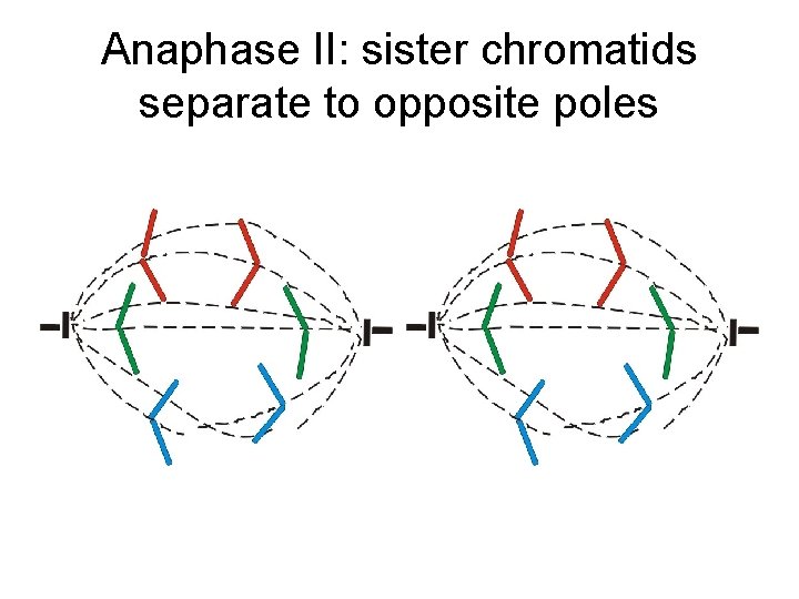 Anaphase II: sister chromatids separate to opposite poles Anaphase II: sister chromatids separate to opposite poles