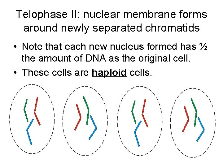 Telophase II: nuclear membrane forms around newly separated chromatids • Note that each new Telophase II: nuclear membrane forms around newly separated chromatids • Note that each new