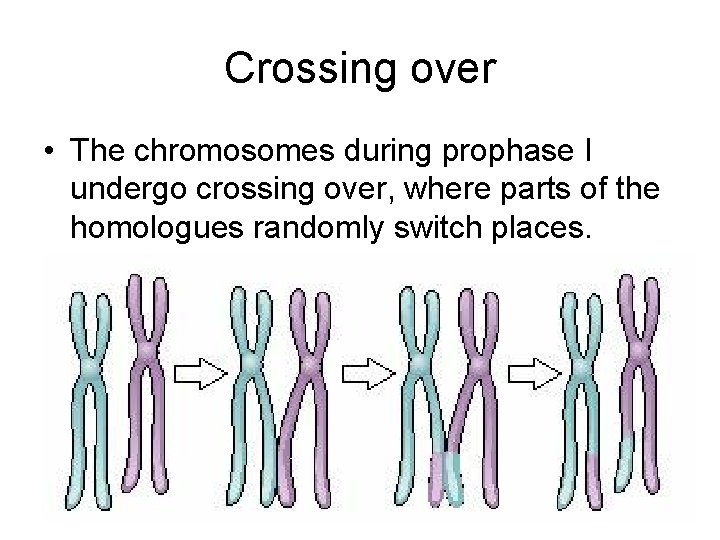 Crossing over • The chromosomes during prophase I undergo crossing over, where parts of Crossing over • The chromosomes during prophase I undergo crossing over, where parts of