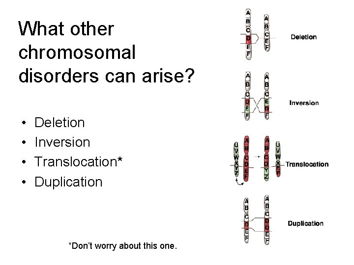 What other chromosomal disorders can arise? • • Deletion Inversion Translocation* Duplication *Don’t worry What other chromosomal disorders can arise? • • Deletion Inversion Translocation* Duplication *Don’t worry