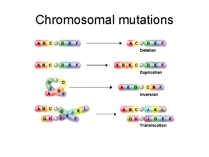 Chromosomal mutations Deletion Duplication Inversion Translocation Chromosomal mutations Deletion Duplication Inversion Translocation