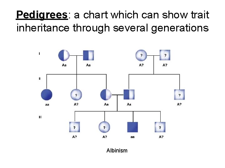 Pedigrees: a chart which can show trait inheritance through several generations Albinism Pedigrees: a chart which can show trait inheritance through several generations Albinism