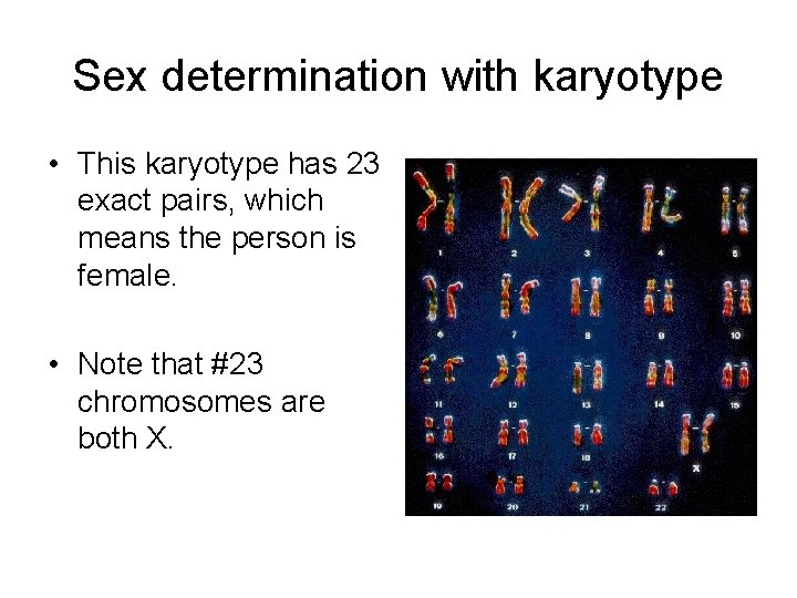 Sex determination with karyotype • This karyotype has 23 exact pairs, which means the Sex determination with karyotype • This karyotype has 23 exact pairs, which means the