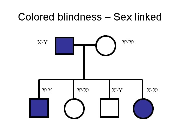 Colored blindness – Sex linked Xc Y XC Xc XC Y Xc Xc Colored blindness – Sex linked Xc Y XC Xc XC Y Xc Xc