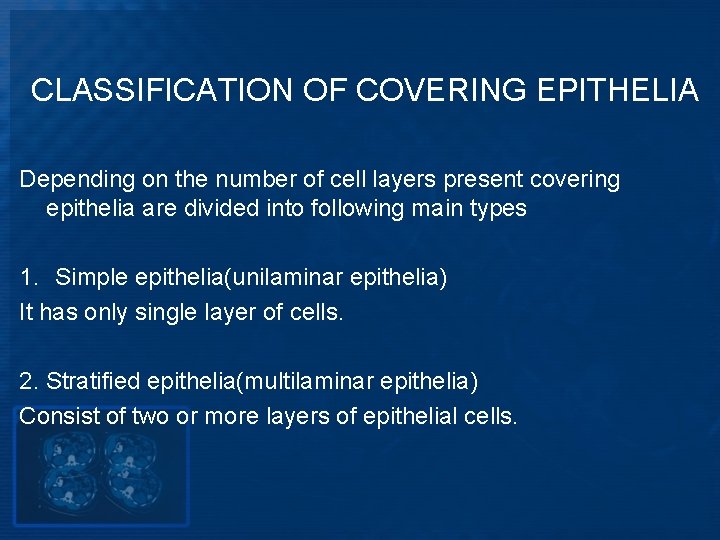 CLASSIFICATION OF COVERING EPITHELIA Depending on the number of cell layers present covering epithelia