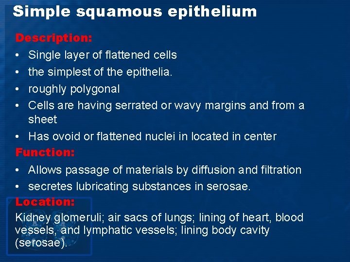 Simple squamous epithelium Description: • Single layer of flattened cells • the simplest of