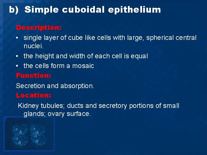b) Simple cuboidal epithelium Description: • single layer of cube like cells with large,