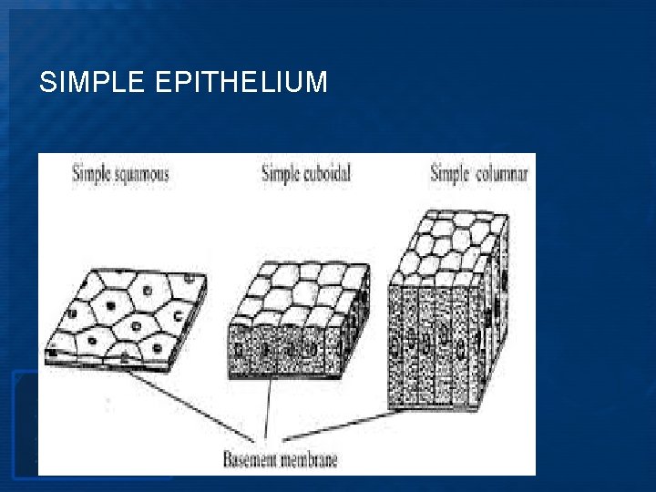 SIMPLE EPITHELIUM 
