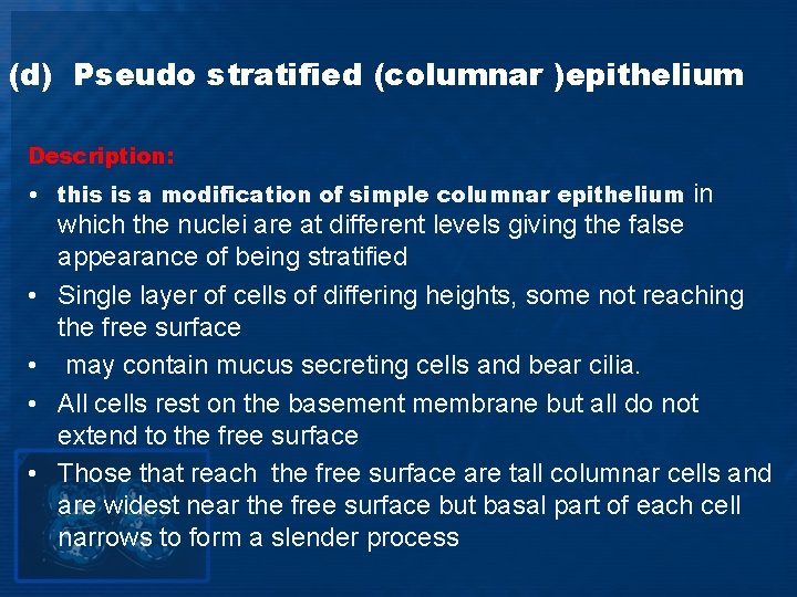 (d) Pseudo stratified (columnar )epithelium Description: • this is a modification of simple columnar