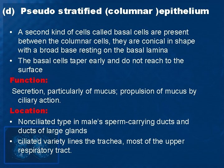(d) Pseudo stratified (columnar )epithelium • A second kind of cells called basal cells