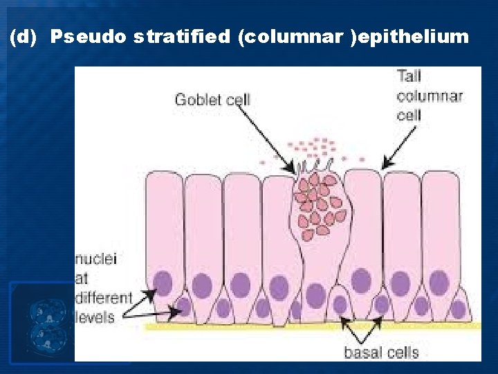 (d) Pseudo stratified (columnar )epithelium 