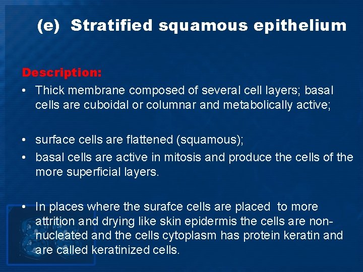 (e) Stratified squamous epithelium Description: • Thick membrane composed of several cell layers; basal
