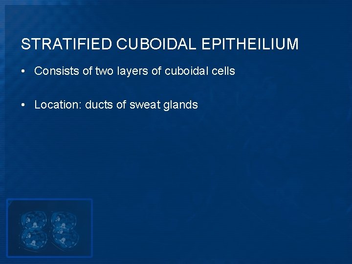 STRATIFIED CUBOIDAL EPITHEILIUM • Consists of two layers of cuboidal cells • Location: ducts