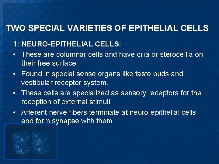 TWO SPECIAL VARIETIES OF EPITHELIAL CELLS 1: NEURO-EPITHELIAL CELLS: • These are columnar cells