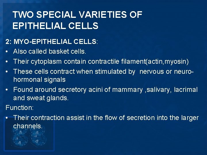 TWO SPECIAL VARIETIES OF EPITHELIAL CELLS 2: MYO-EPITHELIAL CELLS: • Also called basket cells.