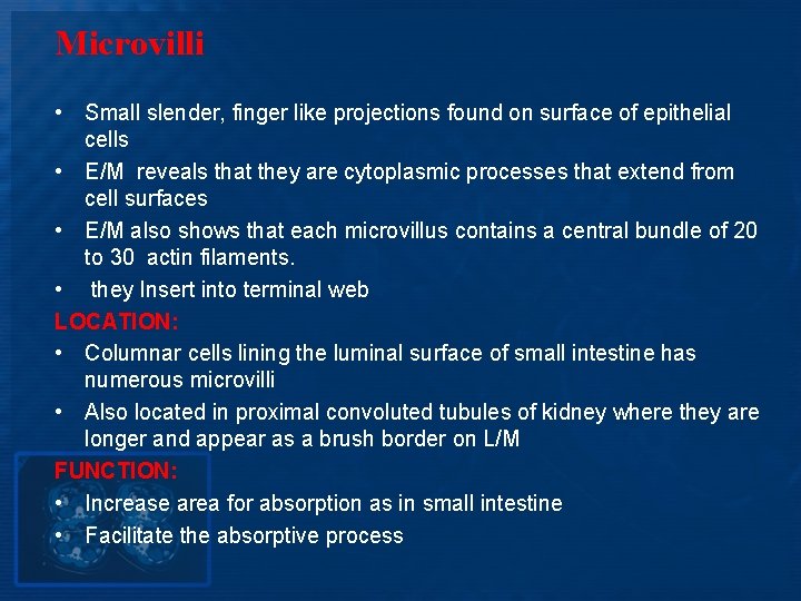Microvilli • Small slender, finger like projections found on surface of epithelial cells •
