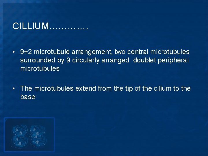 CILLIUM…………. • 9+2 microtubule arrangement, two central microtubules surrounded by 9 circularly arranged doublet