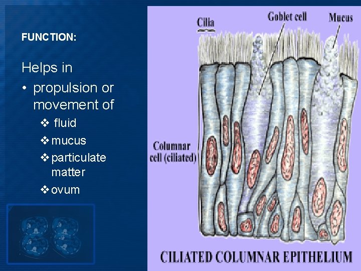 FUNCTION: Helps in • propulsion or movement of v fluid vmucus vparticulate matter vovum