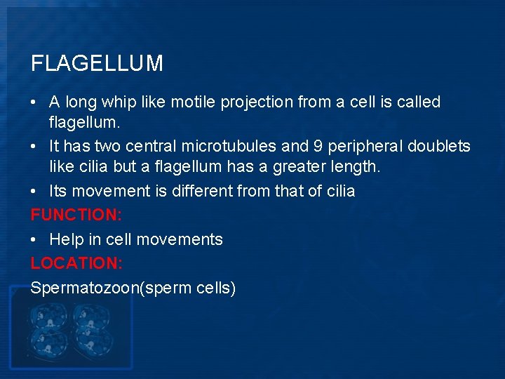 FLAGELLUM • A long whip like motile projection from a cell is called flagellum.