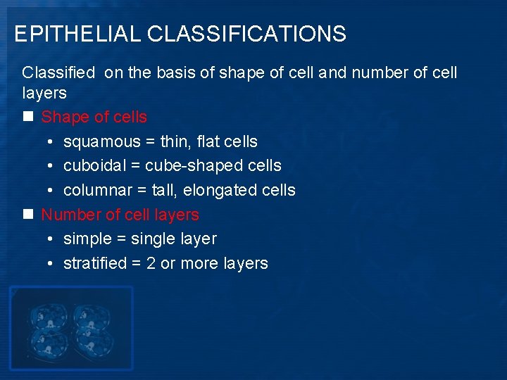 EPITHELIAL CLASSIFICATIONS Classified on the basis of shape of cell and number of cell