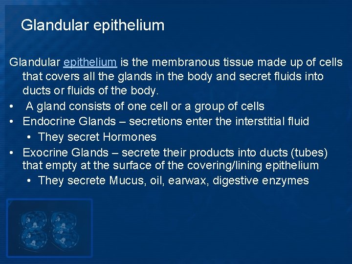 Glandular epithelium is the membranous tissue made up of cells that covers all the