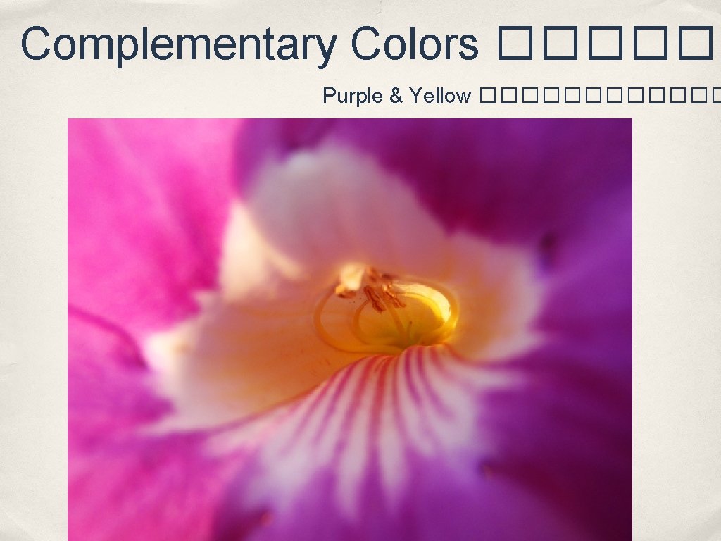 Complementary Colors ������ Purple & Yellow ������ 