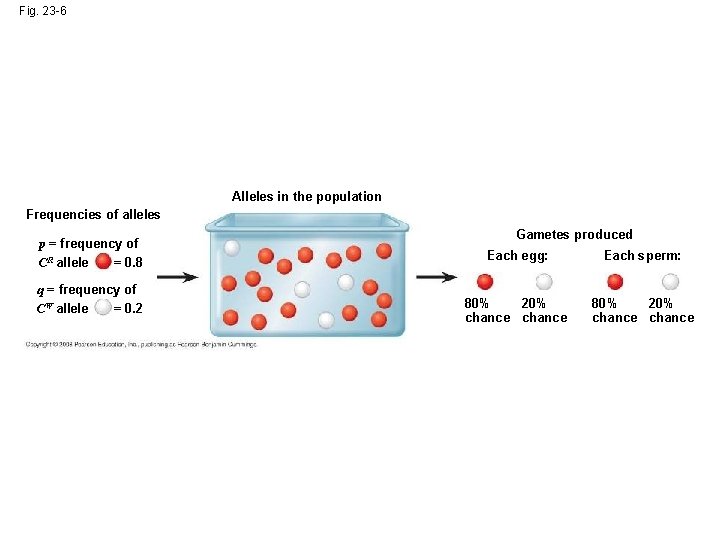 Fig. 23 -6 Alleles in the population Frequencies of alleles p = frequency of