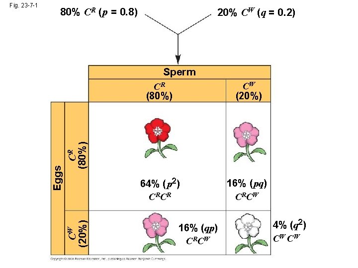 80% CR ( p = 0. 8) 20% CW (q = 0. 2) Sperm