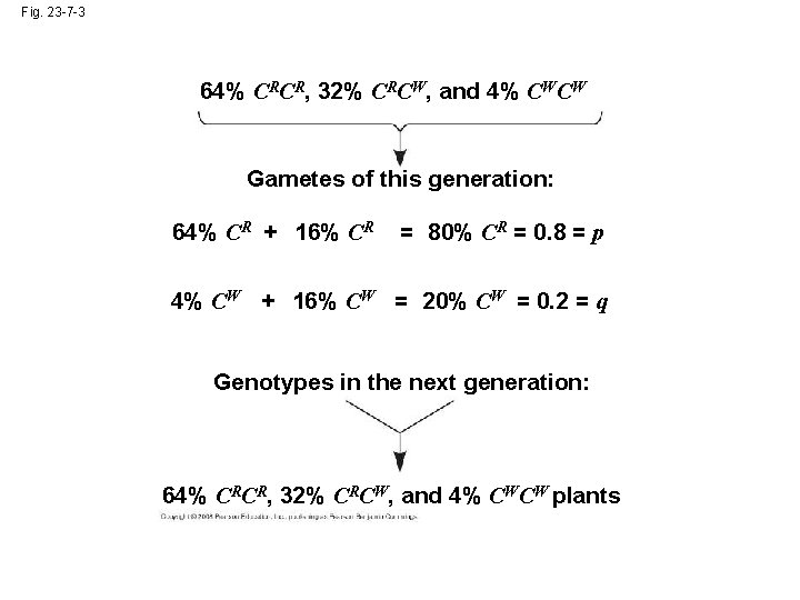 Fig. 23 -7 -3 64% CRCR, 32% CRCW, and 4% CWCW Gametes of this