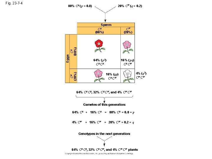 20% CW (q = 0. 2) 80% CR ( p = 0. 8) CW