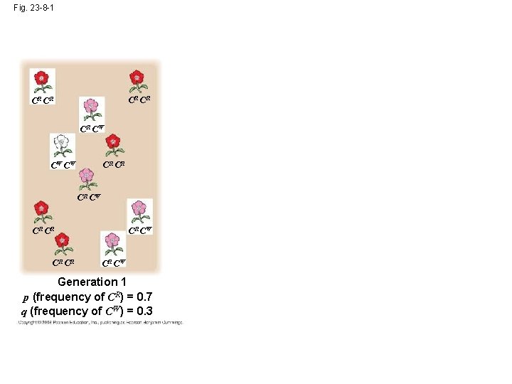 Fig. 23 -8 -1 CR CR CR CW CW CR CR CR CW Generation