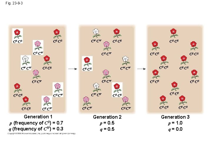 Fig. 23 -8 -3 CR CR CW CW CR CR CW CW CR CR