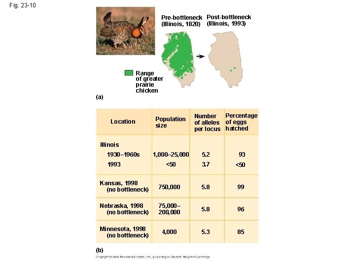 Fig. 23 -10 Pre-bottleneck Post-bottleneck (Illinois, 1820) (Illinois, 1993) Range of greater prairie chicken