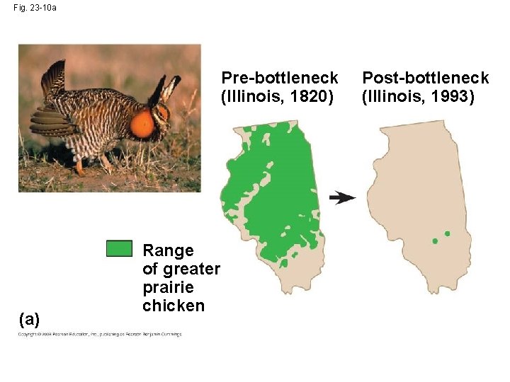 Fig. 23 -10 a Pre-bottleneck (Illinois, 1820) (a) Range of greater prairie chicken Post-bottleneck