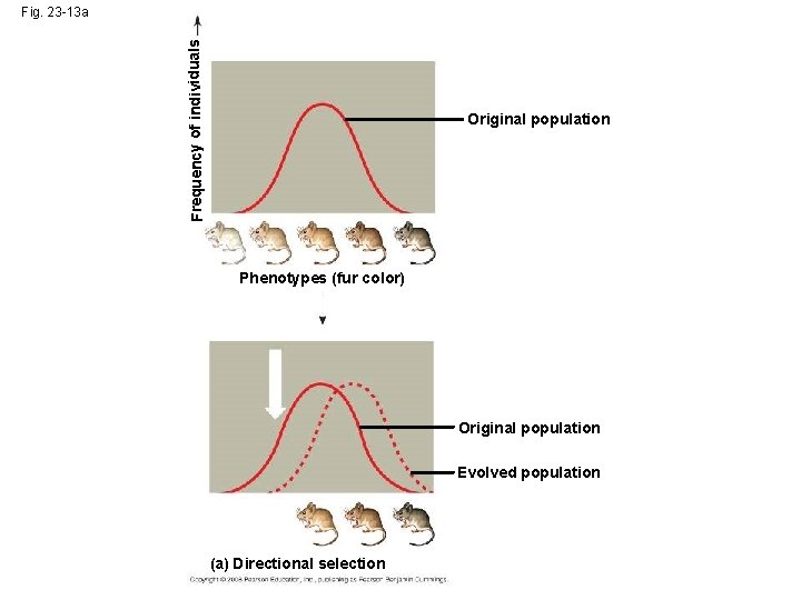 Frequency of individuals Fig. 23 -13 a Original population Phenotypes (fur color) Original population