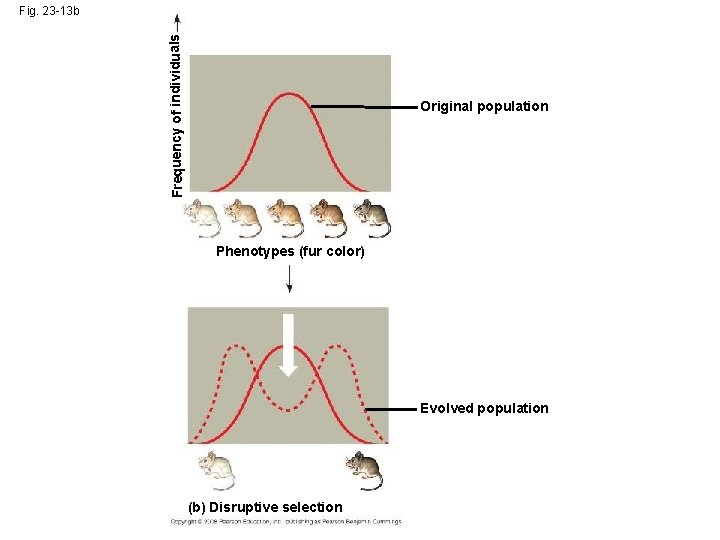 Frequency of individuals Fig. 23 -13 b Original population Phenotypes (fur color) Evolved population