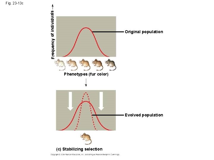 Frequency of individuals Fig. 23 -13 c Original population Phenotypes (fur color) Evolved population