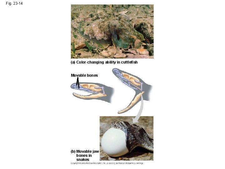 Fig. 23 -14 (a) Color-changing ability in cuttlefish Movable bones (b) Movable jaw bones