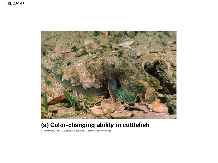 Fig. 23 -14 a (a) Color-changing ability in cuttlefish 