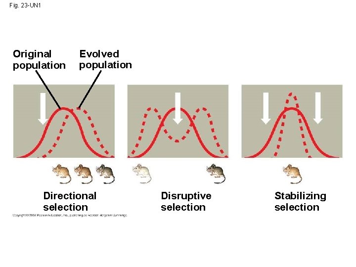 Fig. 23 -UN 1 Original population Evolved population Directional selection Disruptive selection Stabilizing selection