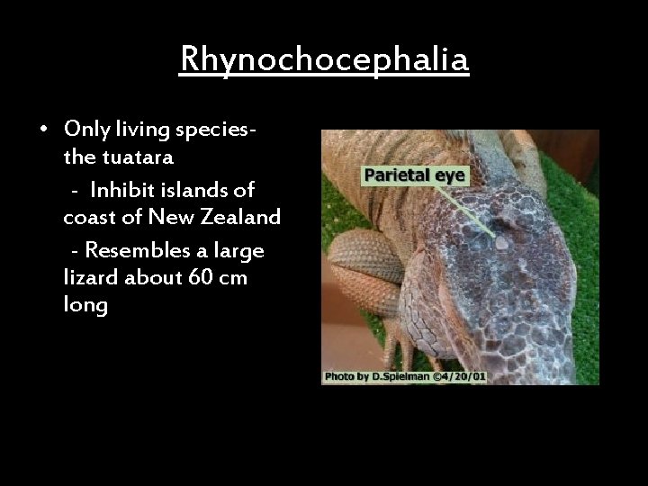 Rhynochocephalia • Only living speciesthe tuatara - Inhibit islands of coast of New Zealand