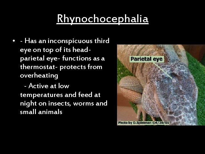 Rhynochocephalia • - Has an inconspicuous third eye on top of its headparietal eye-