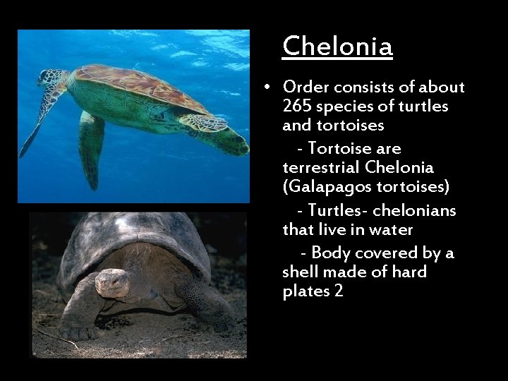 Chelonia • Order consists of about 265 species of turtles and tortoises - Tortoise